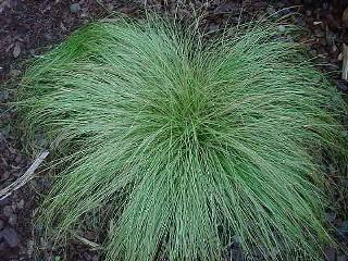 Carex 'frosted curls'.