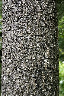 cordyline australis bark
