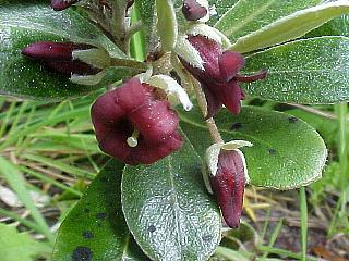 Pittosporum crasifolium
