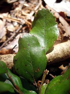 hard beech leaf