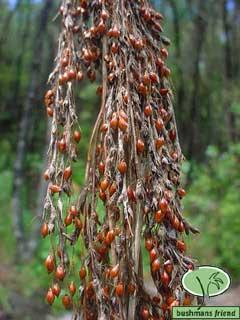 Ghania salicifolia  Kauri grass,