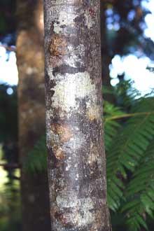 Elaocarpus dentatus Hinau