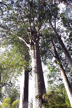 Agathis australis kauri forest2